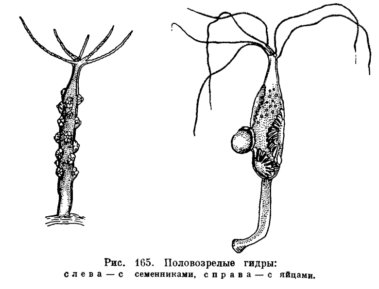 Тор kraken